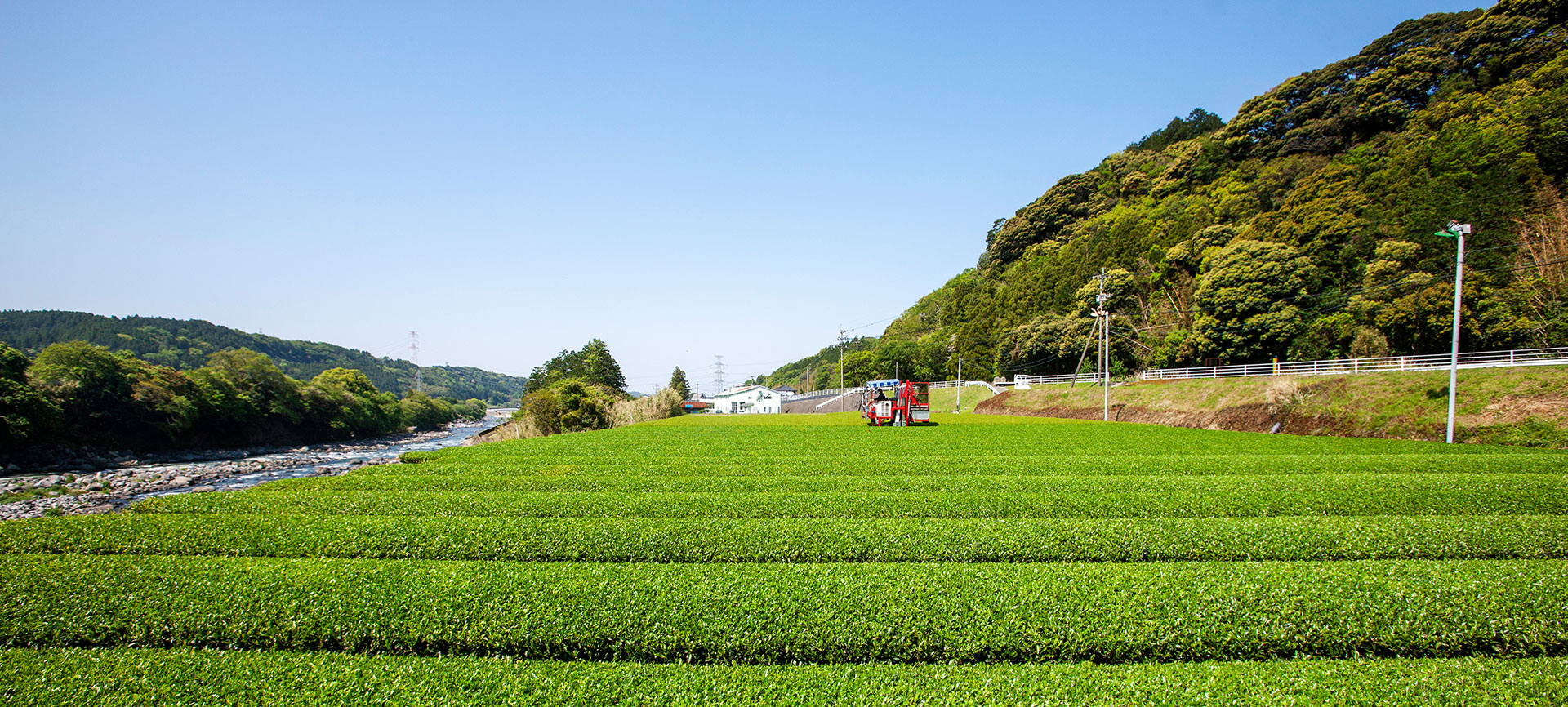 サンルージュ栽培地